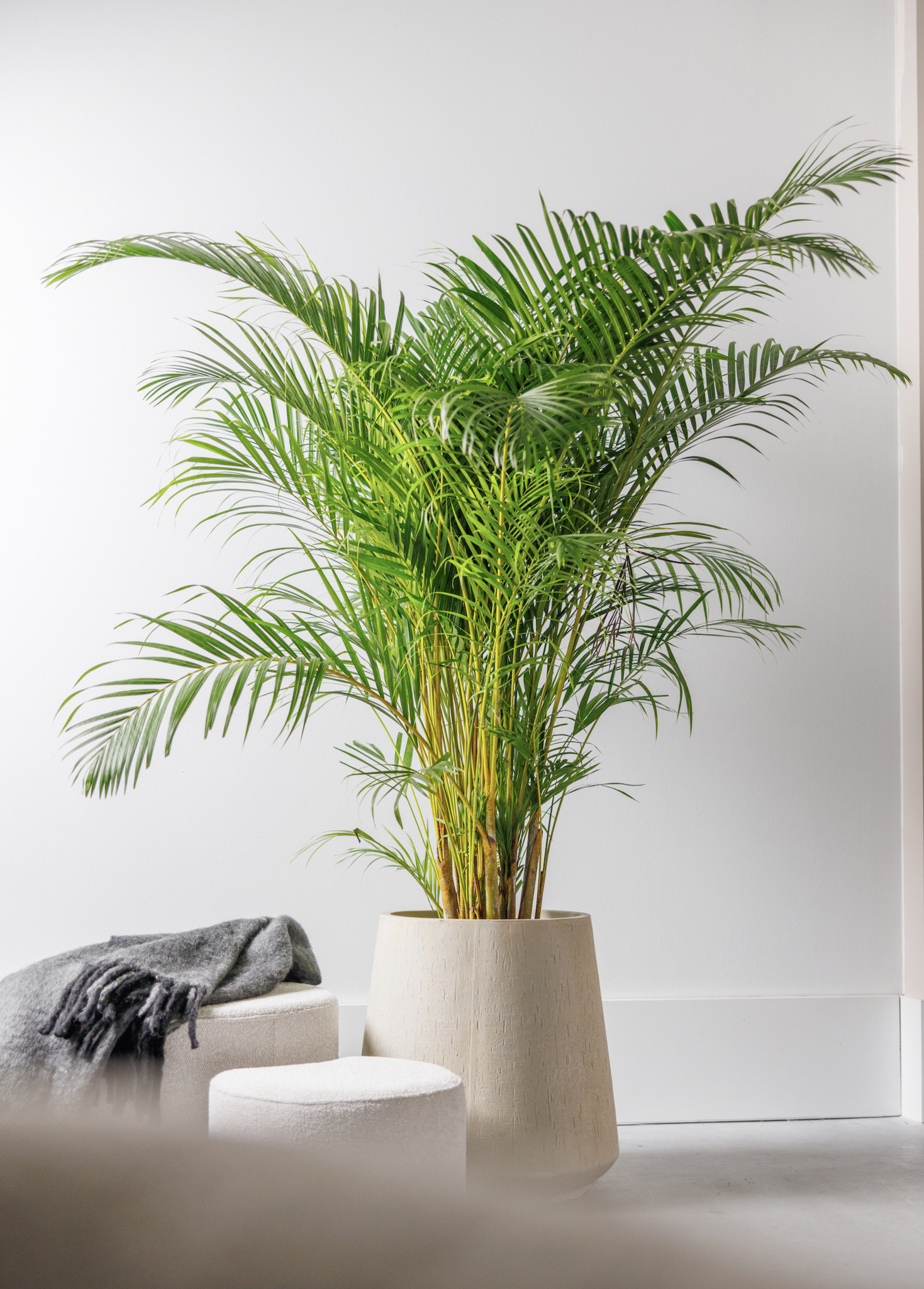 Goldfruchtpalme Areca Xxl regarding Goldfruchtpalme Schlafzimmer